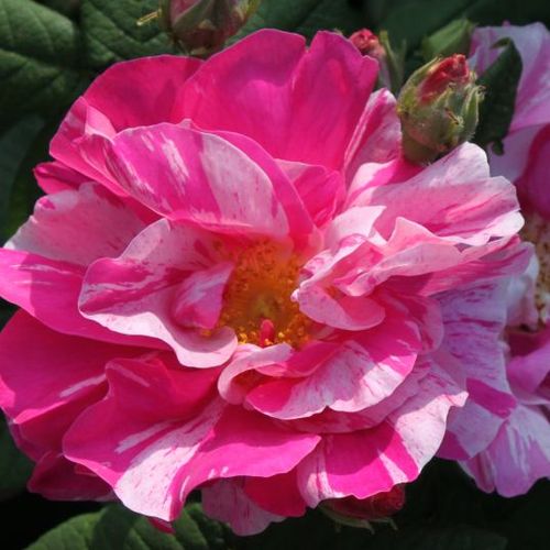 Helles karminrot mit weißen streifen - gallica rosen